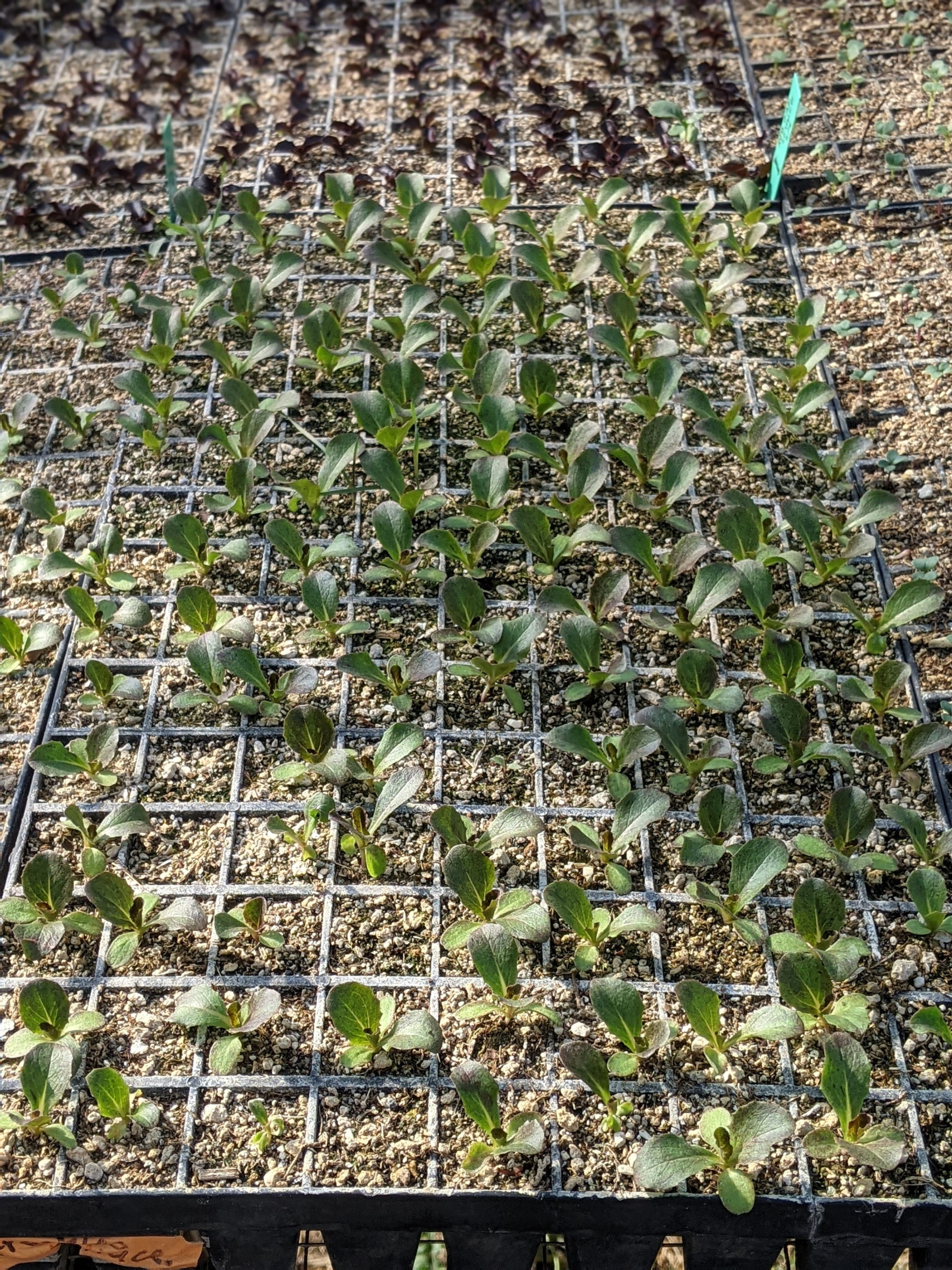 seedlings