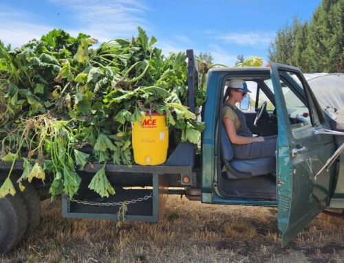 Summer CSA pick up #12 this week